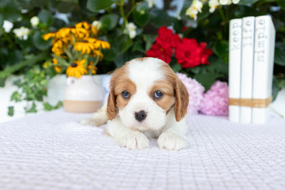 Cavalier King Charles Spaniel Female (Kalani)