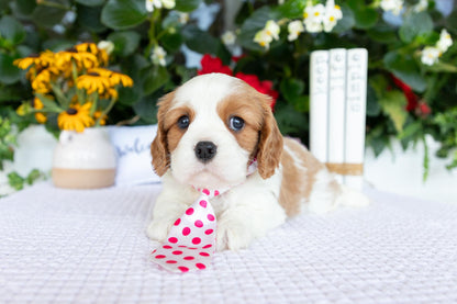 Cavalier King Charles Spaniel Male (Kai)