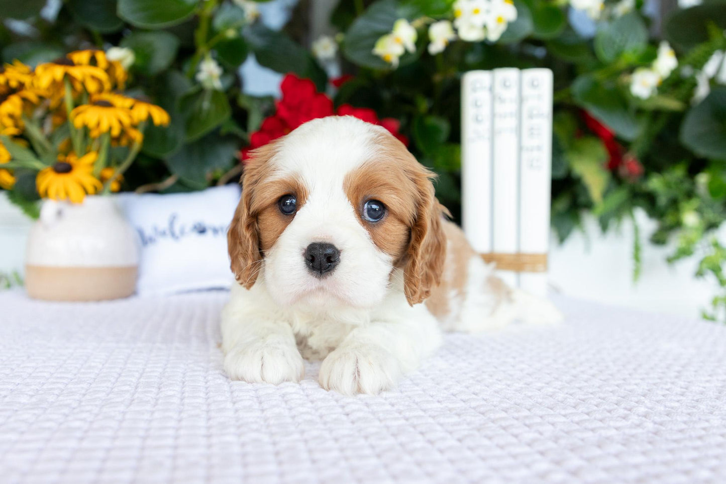 Cavalier King Charles Spaniel Male (Kai)