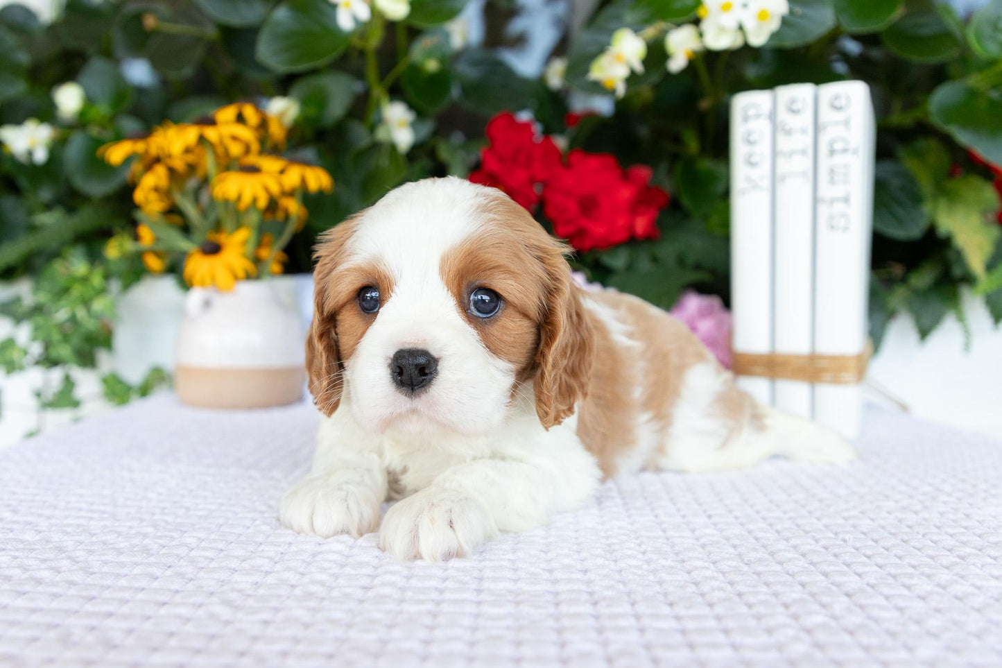Cavalier King Charles Spaniel Male (Kai)