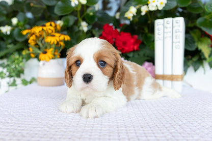 Cavalier King Charles Spaniel Male (Kai)