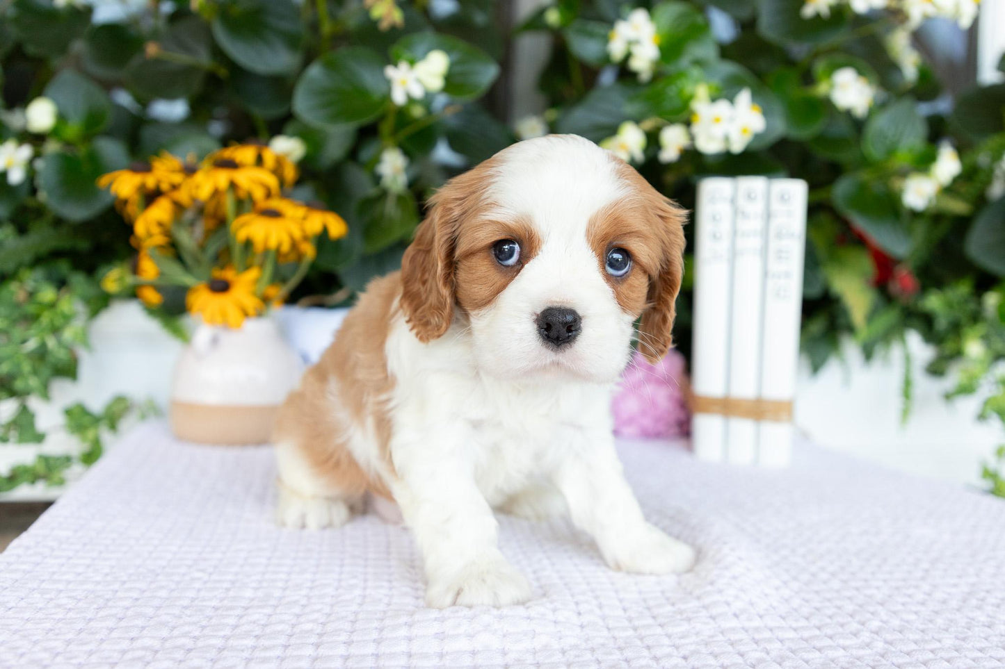 Cavalier King Charles Spaniel Male (Kai)