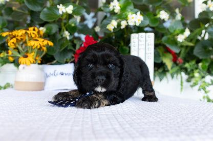 Cocker Spaniel Male (Doc)