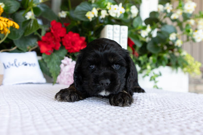 Cocker Spaniel Male (Doc)