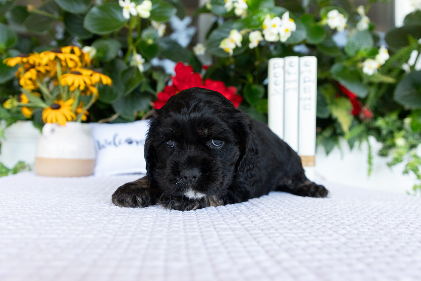 Cocker Spaniel Male (Doc)
