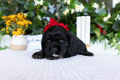 Cocker Spaniel Male (Doc)