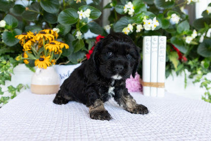 Cocker Spaniel Male (Doc)
