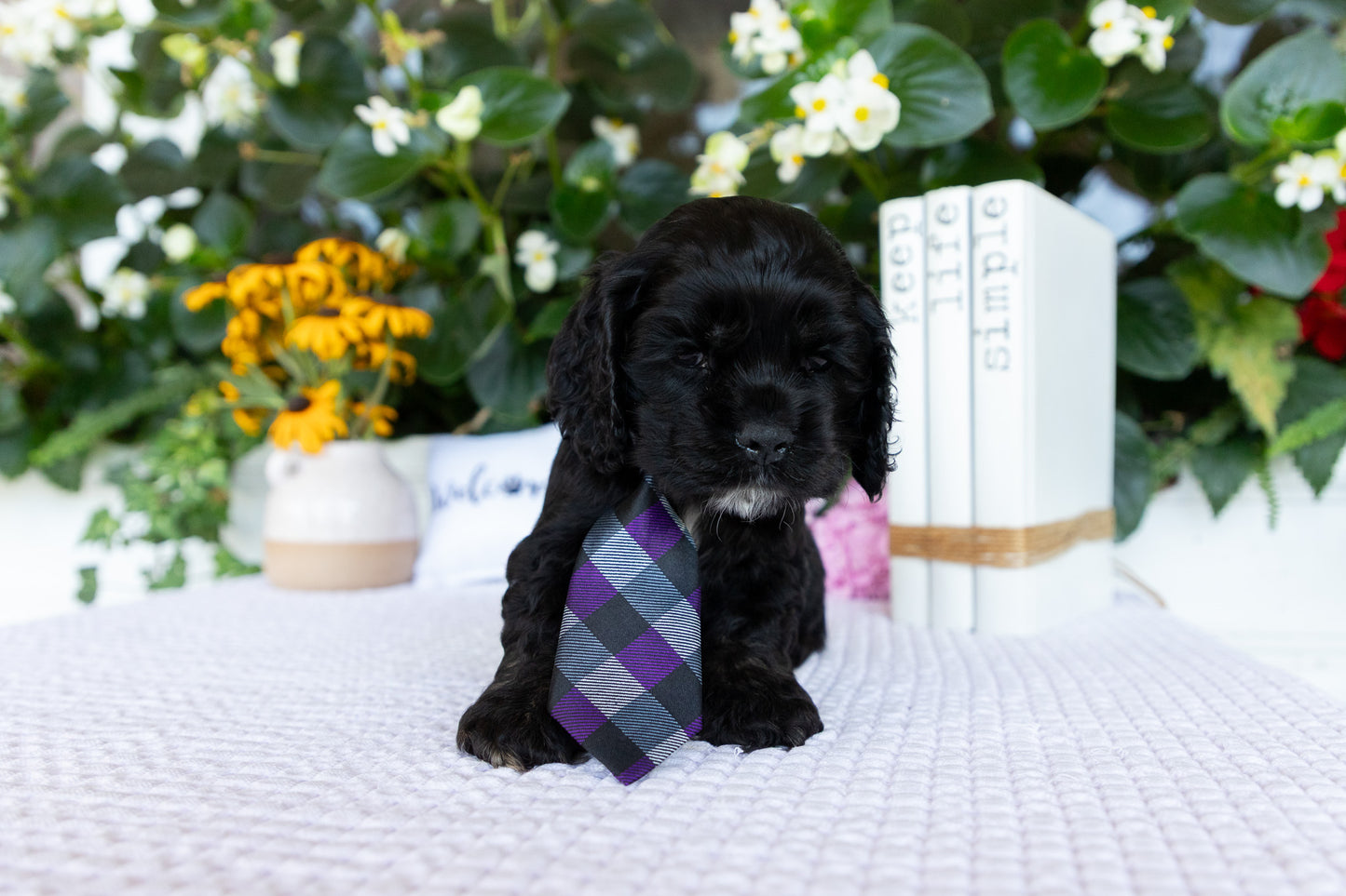 Cocker Spaniel Male (Dante)