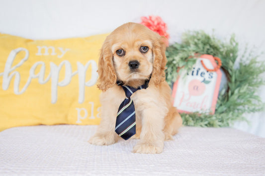 Cocker Spaniel Male (Remington)