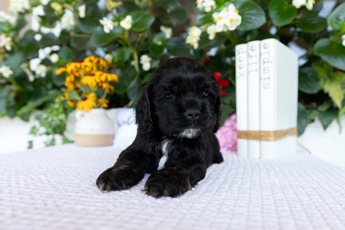 Cocker Spaniel Male (Dante)