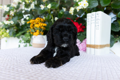 Cocker Spaniel Male (Dante)