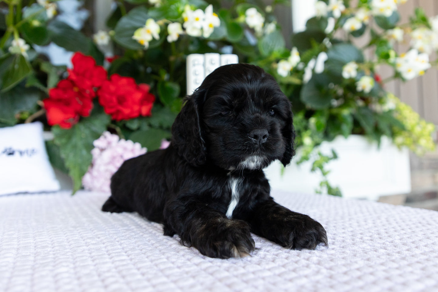 Cocker Spaniel Male (Dante)
