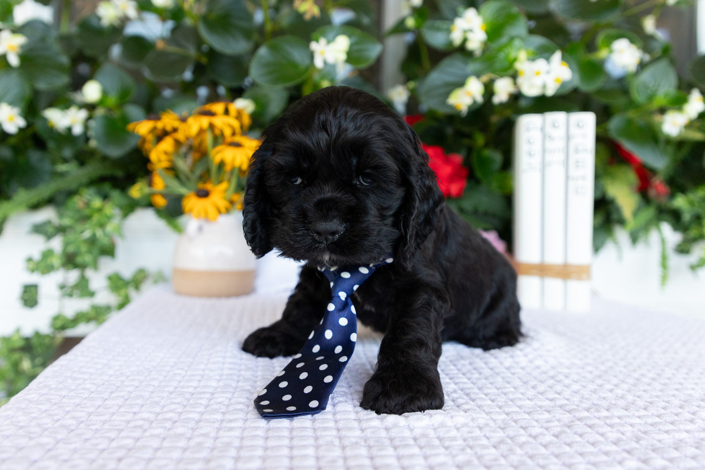 Cocker Spaniel Male (Diego)