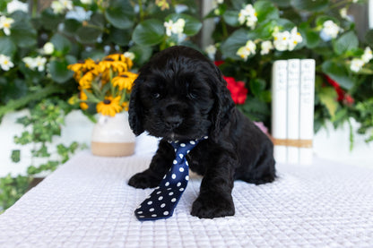 Cocker Spaniel Male (Diego)