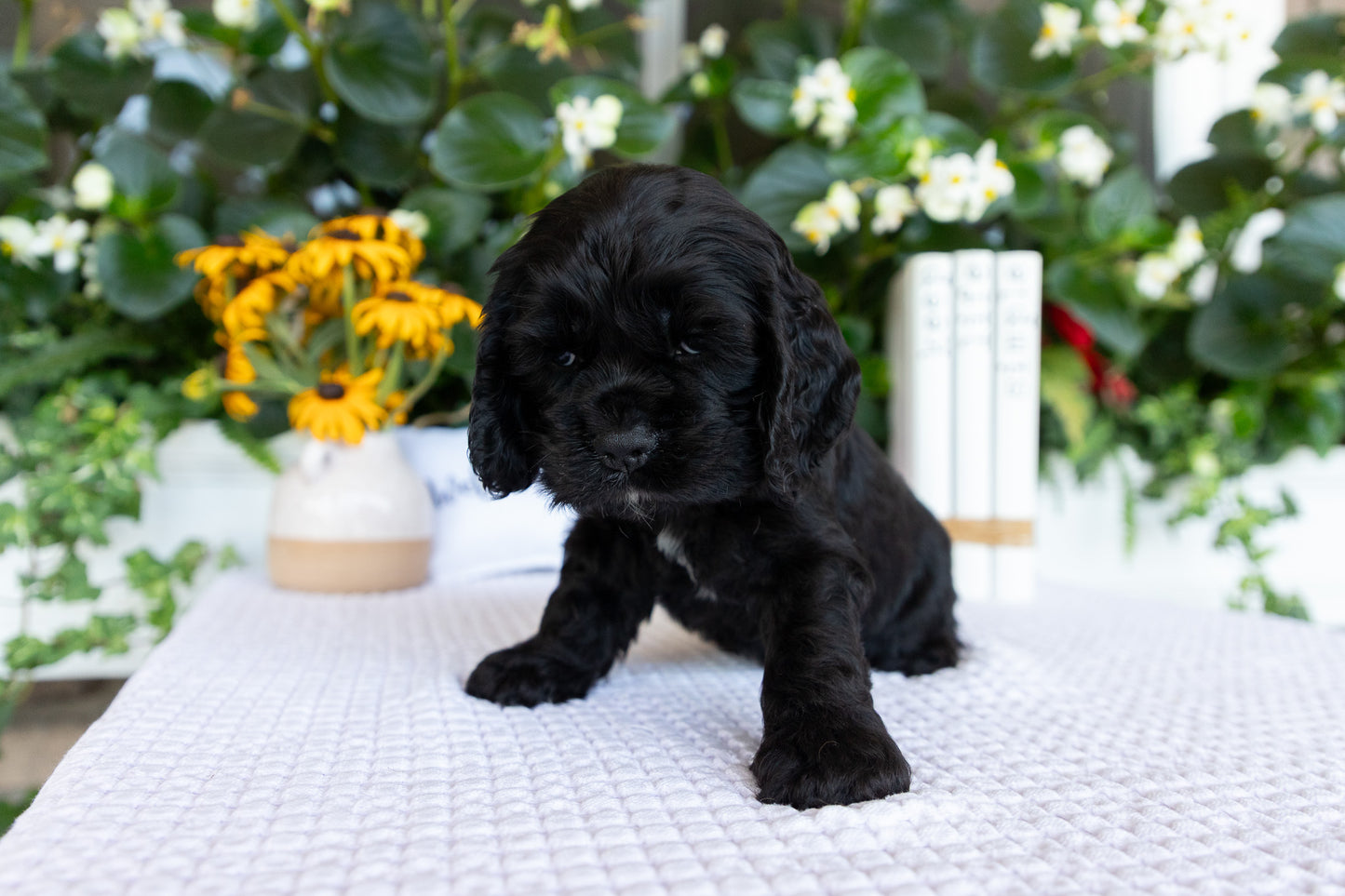 Cocker Spaniel Male (Diego)