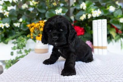 Cocker Spaniel Male (Diego)