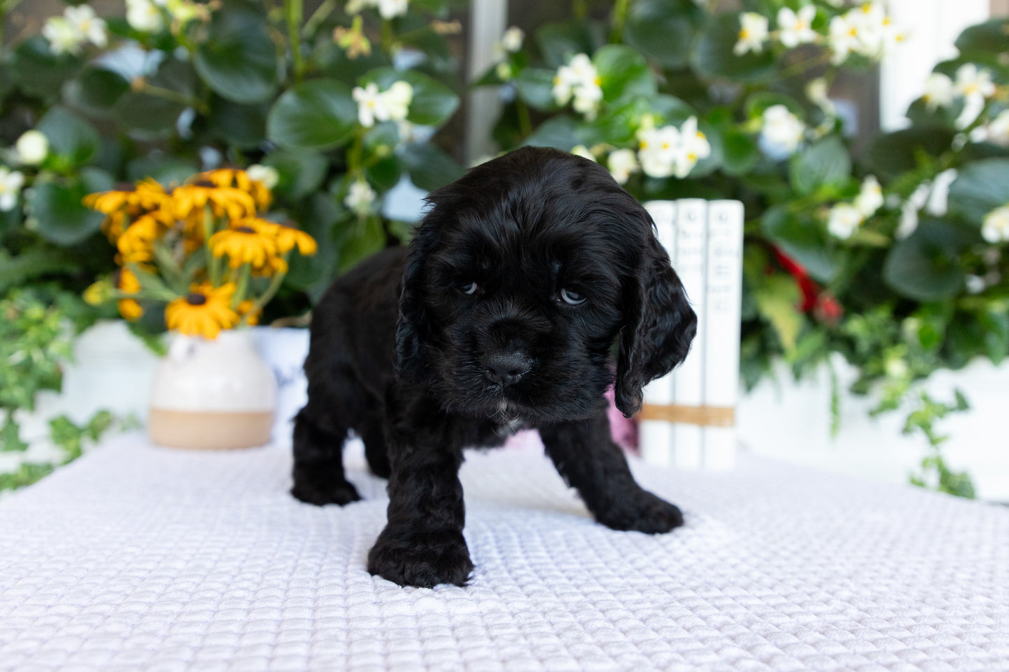 Cocker Spaniel Male (Diego)