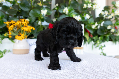 Cocker Spaniel Male (Diego)