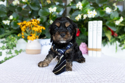 Cocker Spaniel Male (Drake)