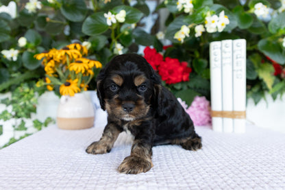 Cocker Spaniel Male (Drake)