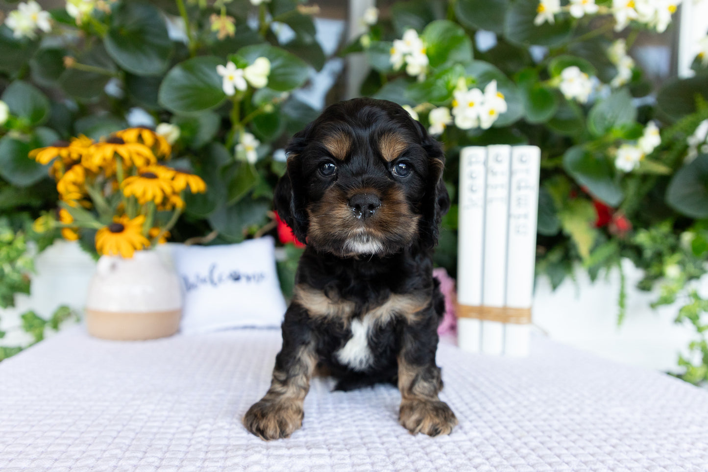 Cocker Spaniel Male (Drake)