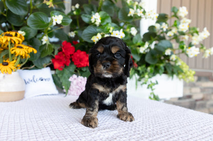 Cocker Spaniel Male (Drake)