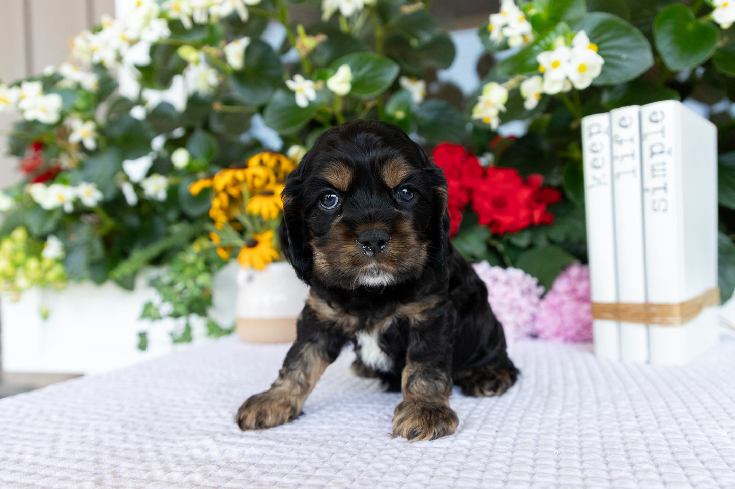 Cocker Spaniel Male (Drake)