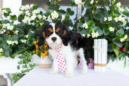 Cavalier King Charles Spaniel Male (Joey)