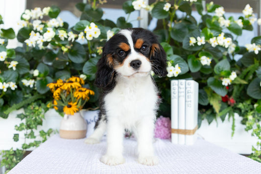 Cavalier King Charles Spaniel Male (Joey)