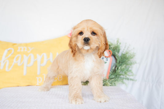 Cocker Spaniel Female (Hadley)