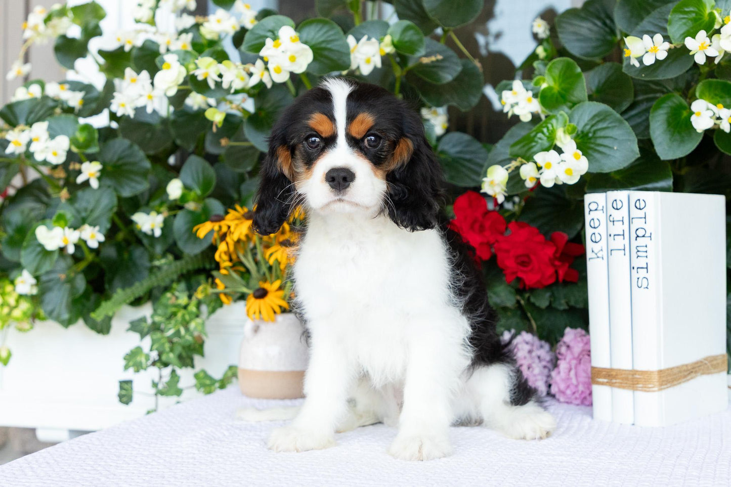 Cavalier King Charles Spaniel Male (Joey)