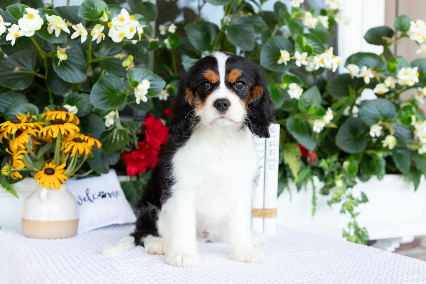 Cavalier King Charles Spaniel Male (Joey)