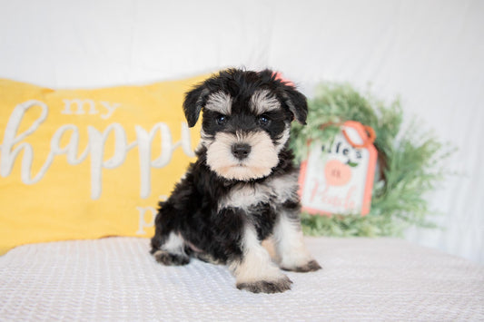 Schnauzer Male (Ian)