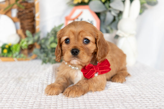 Cavalier King Charles Spaniel Female (Finley)