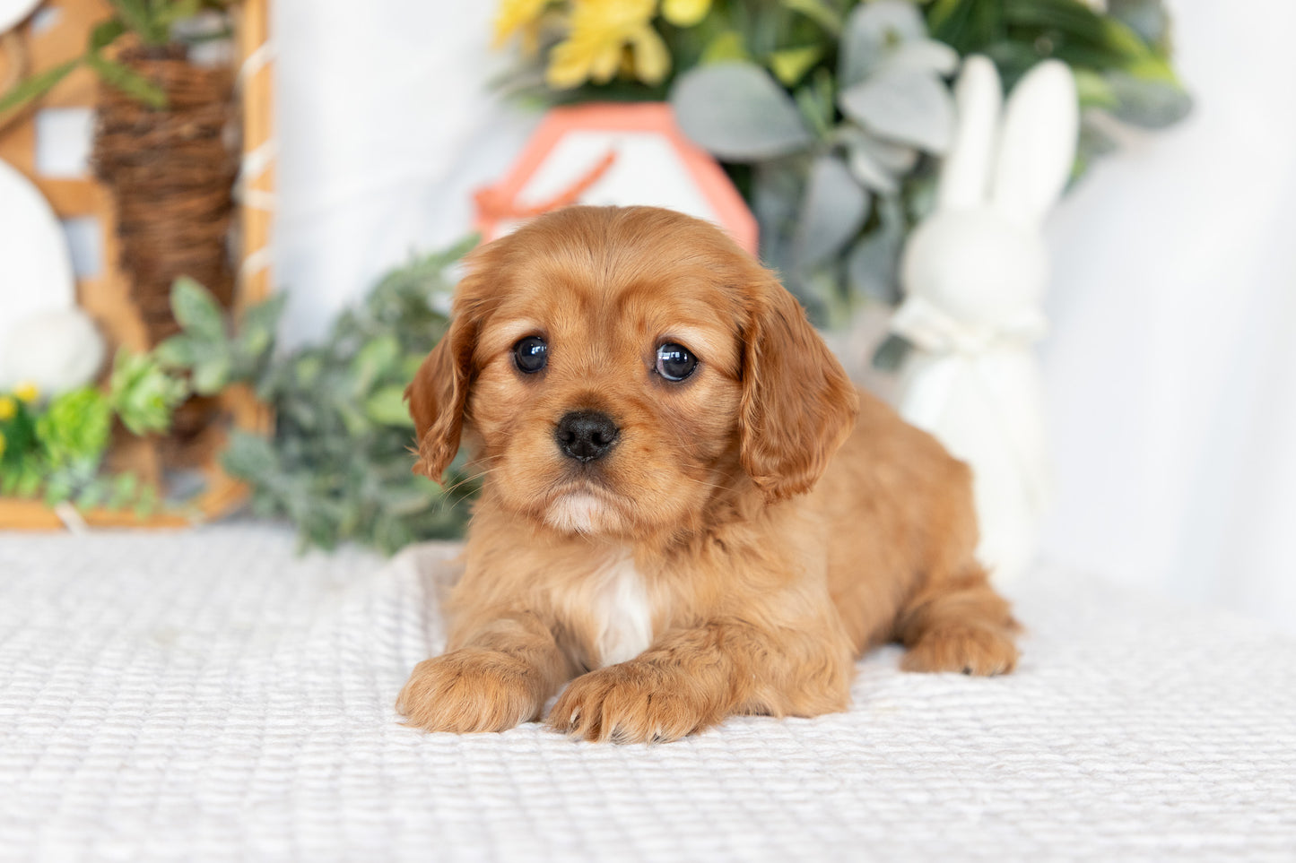 Cavalier King Charles Spaniel Female (Finley)