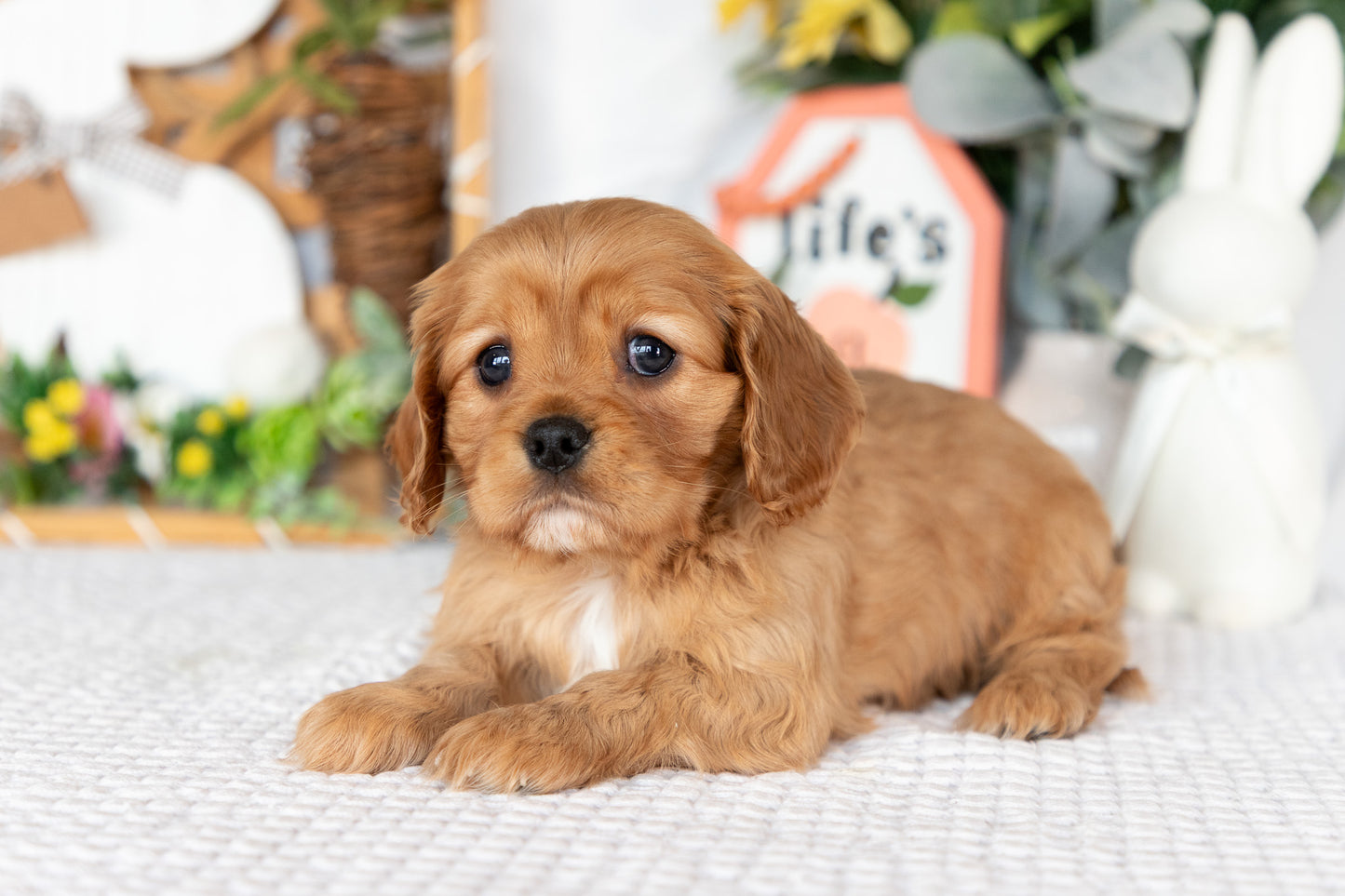 Cavalier King Charles Spaniel Female (Finley)