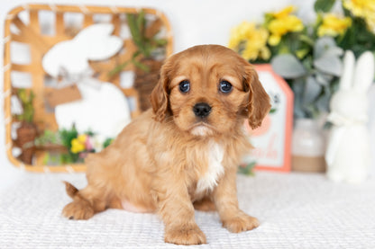 Cavalier King Charles Spaniel Female (Finley)