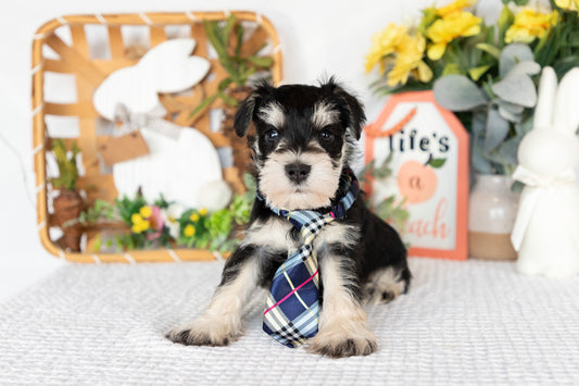 Miniature Schnauzer Male (Sawyer)