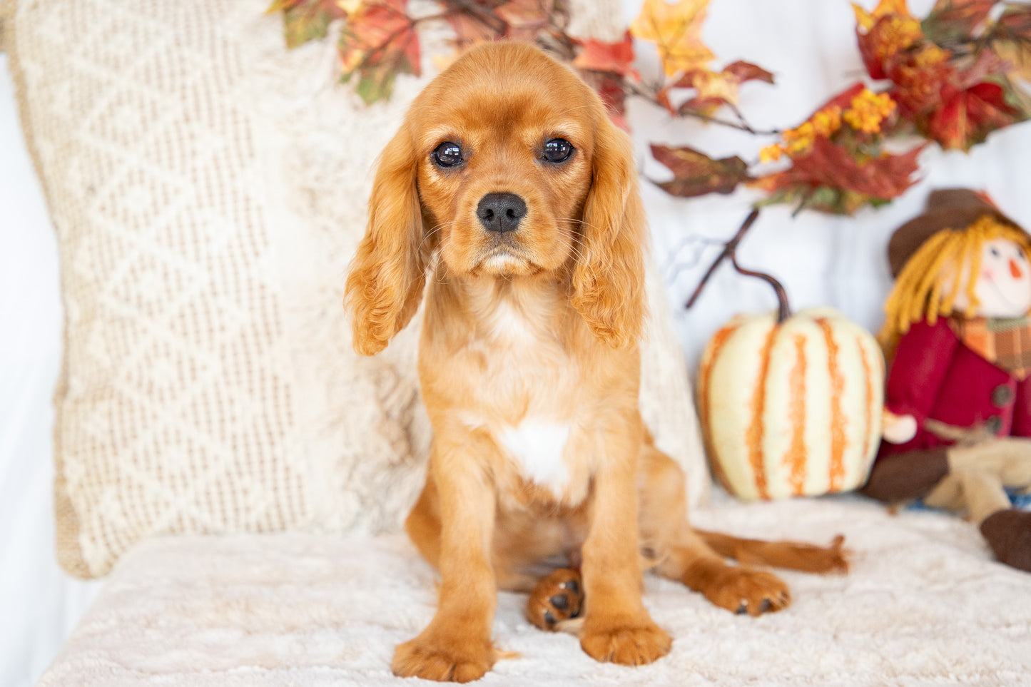 Oliver-Cavalier King Charles Male