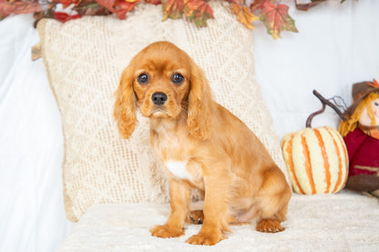 Oliver-Cavalier King Charles Male