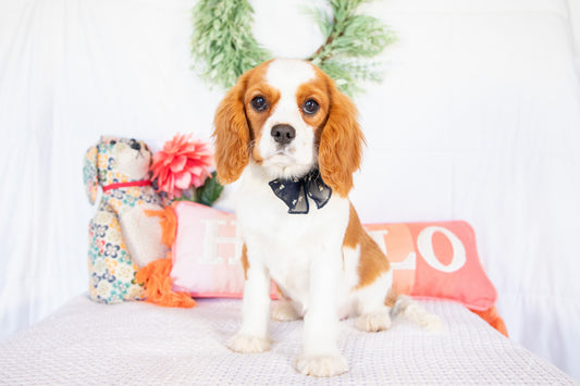 Nilah-Cavalier King Charles Female