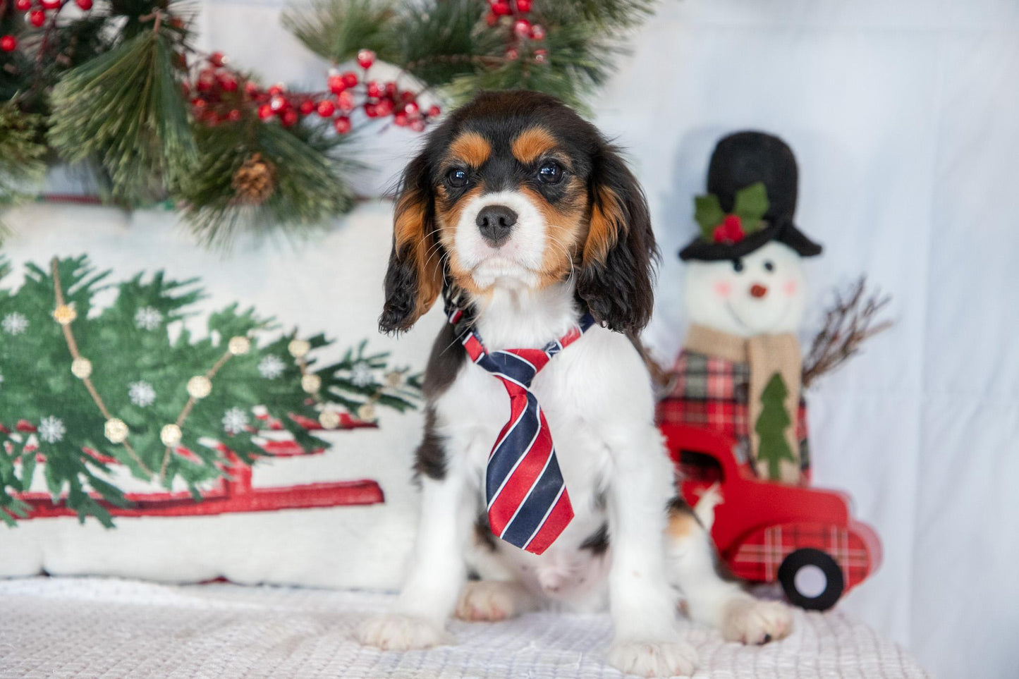 Cavalier King Charles Male (Luca)