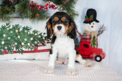 Cavalier King Charles Male (Luca)