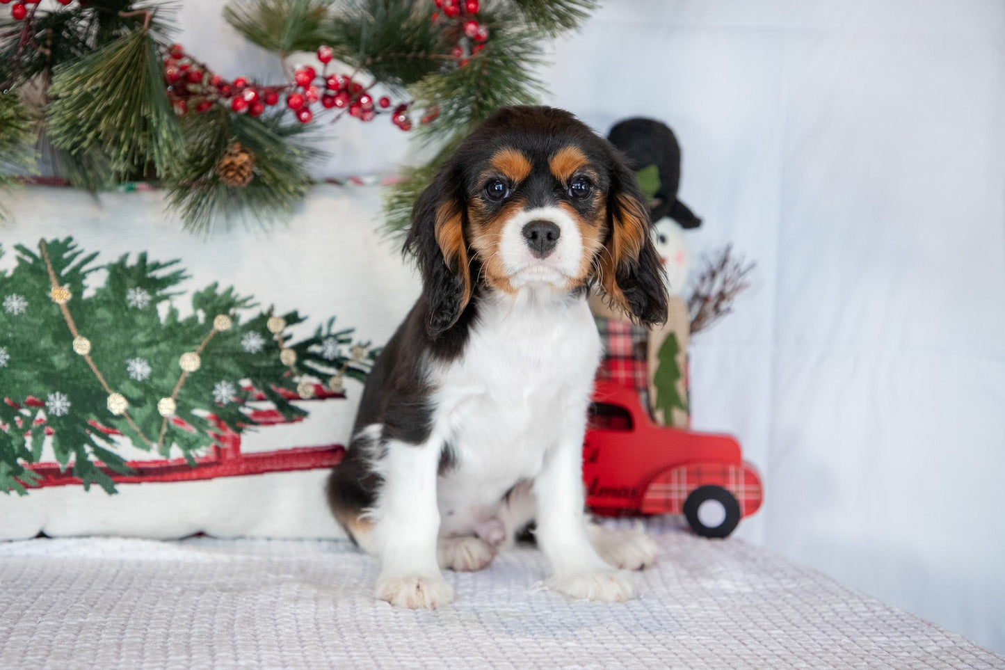 Cavalier King Charles Male (Luca)