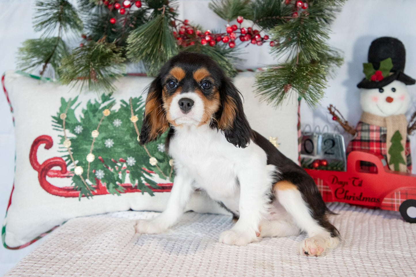 Cavalier King Charles Male (Luca)
