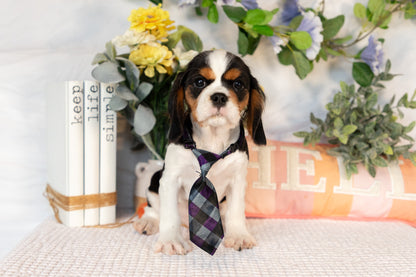 Cavalier King Charles Spaniel Male (Arlo)