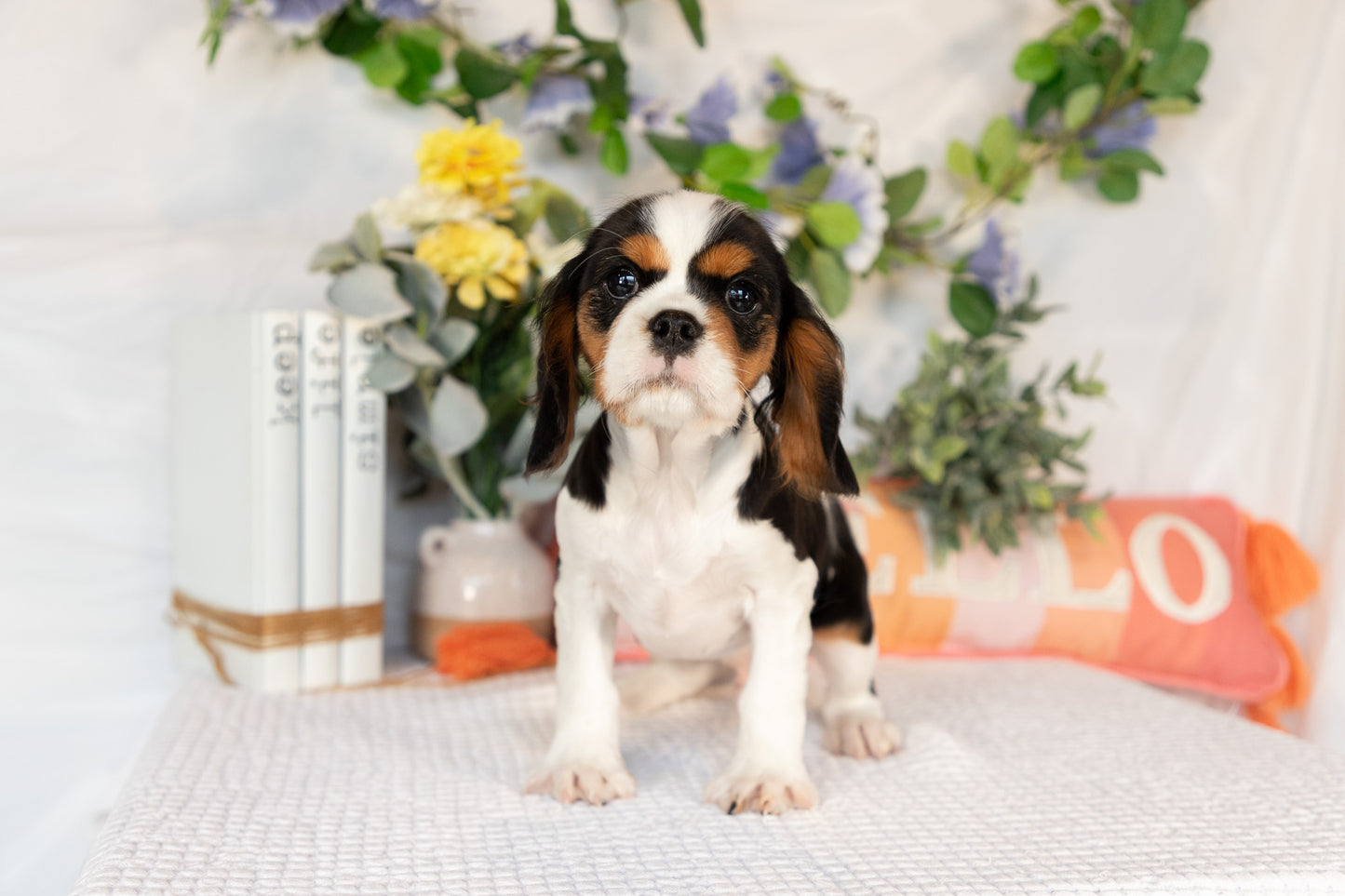 Cavalier King Charles Spaniel Male (Arlo)
