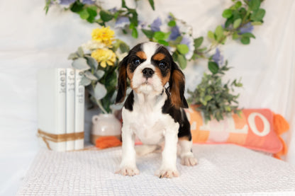Cavalier King Charles Spaniel Male (Arlo)