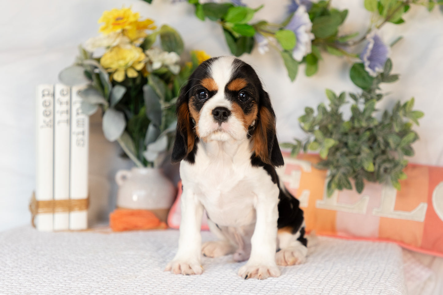 Cavalier King Charles Spaniel Male (Arlo)
