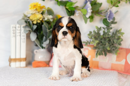 Cavalier King Charles Spaniel Male (Arlo)